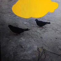 یک جفت زاغ آبادانی
