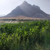 کارگر گاوداری و پرورش ماهی