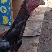 مرغ وخروس لاری