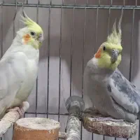 یک جفت عروس هلندی به همراه قفس وسایل