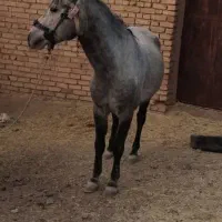 اسب|اسب و تجهیزات اسب‌سواری|بهمن صغاد, |دیوار