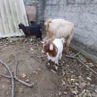 بزغاله ماده