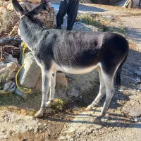 الاغ گله ای حامله عنبرنسا میش پاکستانی بدون دمبه