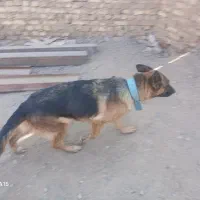 سه عدد سگ|سگ|یزد, |دیوار