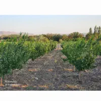 فروش-باغ-زردآلو