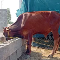 گاو نر سیمنتال