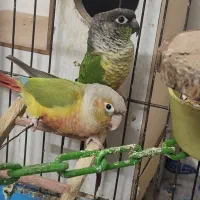 یک جفت گرینچیک