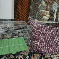 عروس هلندی|پرنده|اراک, |دیوار