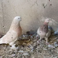 کبوتر سرور بزن