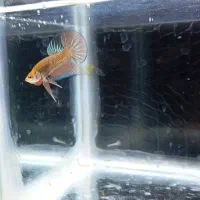 انواع نژاد ماهی فایتر|ماهی|نجفآباد, ویلاشهر|دیوار