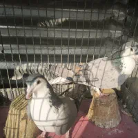 کبوتر دمگیر سینه دم پاک