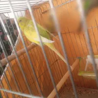 معاوضه مرغ عشق ماده با نر|پرنده|صدرا-فارس, فاز ۱|دیوار