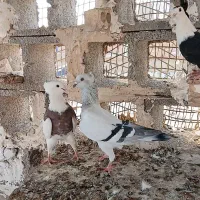 پرنده سالم وسرحال