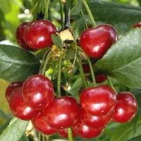 باغ و ویلا روانسر کانی کچکینه|فروش زمین و ملک کلنگی|روانسر, |دیوار