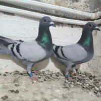 پلاکی مسافتی