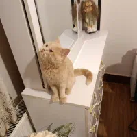 فروش گربه بریتیش|گربه|شهرکرد, |دیوار