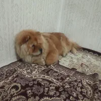 سگ چاو چاو ماده|سگ|رباط‌کریم, شهرک صنعتی ده‌حسن|دیوار