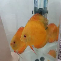 ماهی دیسکس مولد