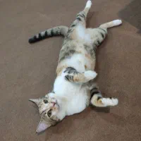 گربه|گربه|گرگان, |دیوار