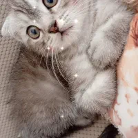 گربه اسکاتیش