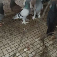 کبوتر شق شقی