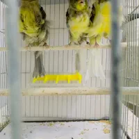 قناری فر آجی ۲۰۲۵