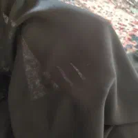 جنس کویدری اصلی