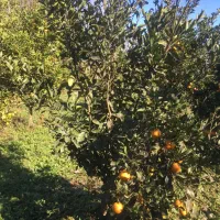 فروش زمین مسکونی|فروش زمین و ملک کلنگی|اصفهان, دانشگاه اصفهان|دیوار