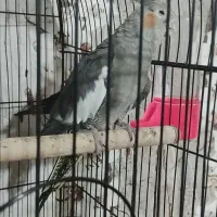 عروس فروشی 1200