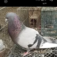 کبوتر سبز تیزه سفید