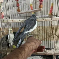 عروس هلندی|پرنده|سوسنگرد, |دیوار