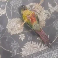 گرینچیک|پرنده|محمدیه-قزوین, |دیوار