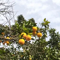 پرتغال محلی