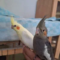 عروس هلندی جوجه تازه دون خور شده دستی