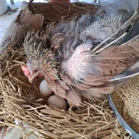 مرغ کرچ با هفت عدد تخم مرغ