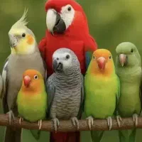 عروس هلندی پیدا شده فولادشهر