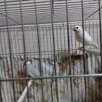 فنچ مصری|پرنده|شیراز, رکن‌آباد|دیوار