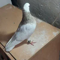 کفتر|پرنده|بردسکن, |دیوار