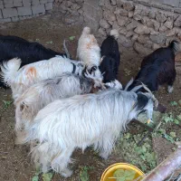 فروش 10 عدد میش و یک کوه نرمیشی