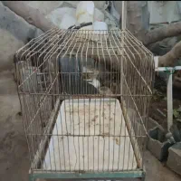 قفس پرنده فقط ۵۰ تومن ارزون ترین آگهی|لوازم جانبی حیوانات|شیراز, باغ تخت|دیوار