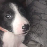 پنج راس توله سگ بامزه