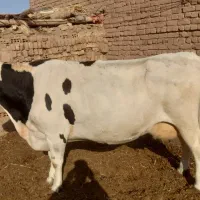 گاوشیری ابستن