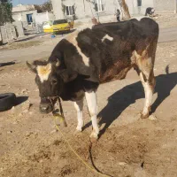 گاوگوساله ماده جوان