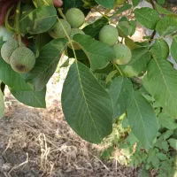 نهالستان بزرگ امام علی فروش نهال گردوبادام گیلاس..|خدمات باغبانی و درختکاری|شهرکرد, |دیوار