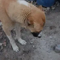 سگ گمشده