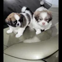 دو عدد توله شیتزو تریر با اصالت|سگ|کرج, شاهین‌ویلا|دیوار