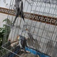 عروس هلندی یجفت بالغ اماده وجوجه 9ماهه|پرنده|جاجرود, |دیوار