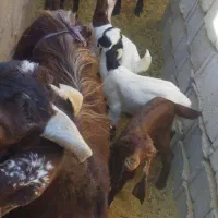 بزمعامله بامیش|حیوانات مزرعه|گوهرکوه, |دیوار