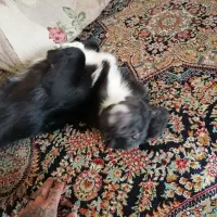 واگذاری سگ باهوش وزرنگ