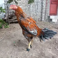 لاری